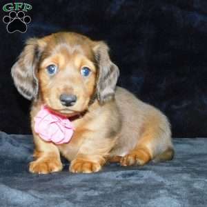 Jewel- mini, Dachshund Puppy